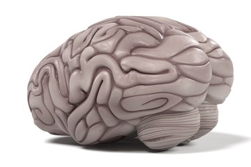 3d renderings of human brain