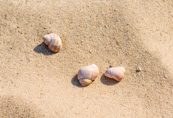  Three seashells on the golden sand