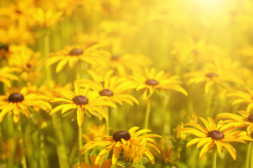 Rudbekia flowers field, blossoming at summer time, floral summer sunny background