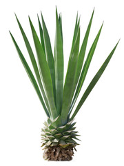 Agave americana plant isolated on white background