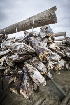 Dried Fish Heads