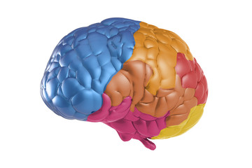 creative concept with colourful brain