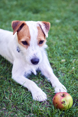 Jack Parson Russell Terrier puppy dog pet, tan rough coated, outdoors in park while laying on green grass lawn and playing