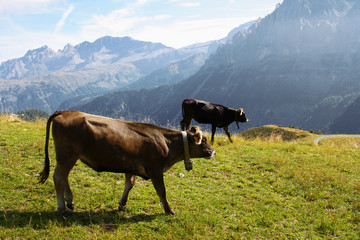 MUCCHE PASCOLANDO SUL BRENTA
