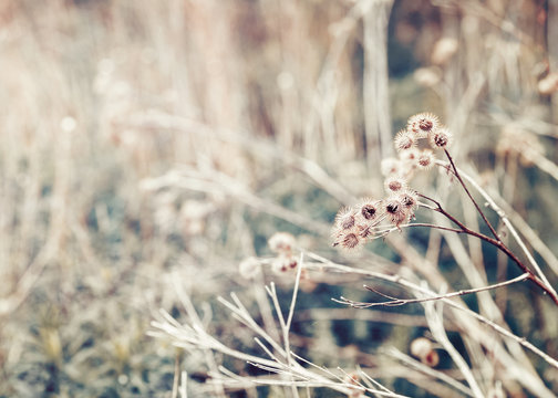 Beautiful fairy dreamy magic burdock thorns, toned with instagram vsco filter in retro vintage color pastel washed out style, soft selective focus with lens sun flare, copyspace for text