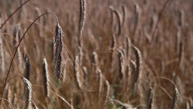 Rye in field