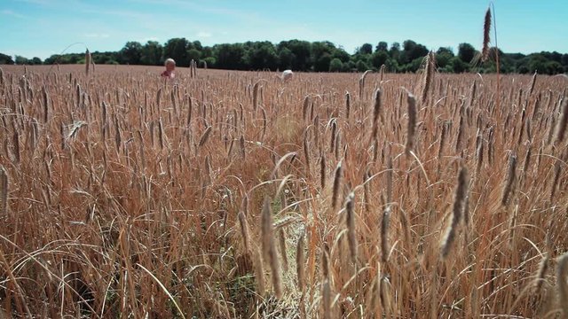 Mother and daughter in rye field