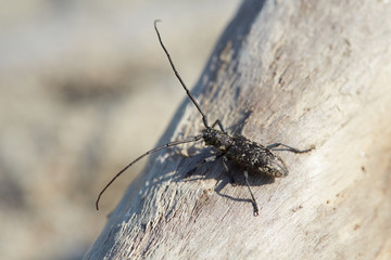 Bbeetle monochamus on the tree
