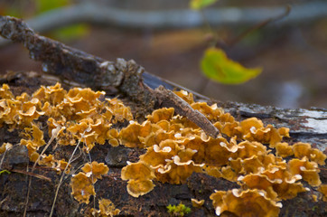 Baumstamm mit Pilz