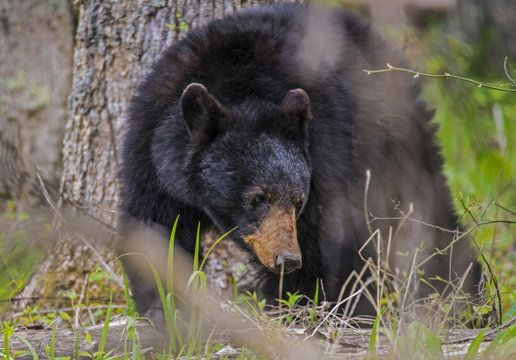 Large Black Bear feeding in Cades Cove.