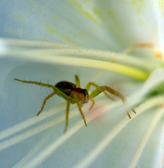 nascosto nel fiore