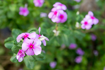 Vinca, violet flower