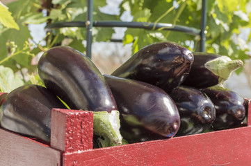 Berenjenas, caja de madera con berenjenas