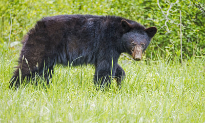 Black Bear walking in green grass, facing camera in Cades Cove.
