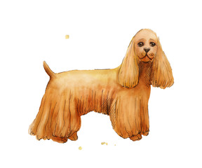 Watercolor drawing of Cokcer Spaniel. Brown cute dog illustratio