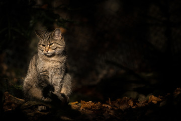 Sitting wild cat in a dark forest sitting in a sun beam spotlight