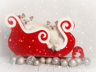 Two young rag doll cats in a red sleigh with silver christmas decoration without text
