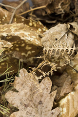 Autumn Dried Leaves 