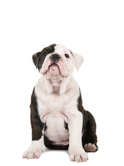 Cute sitting english bulldog puppy looking up isolated on a white background