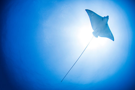 Underwater low angle view of manta ray, Cancun, Mexico