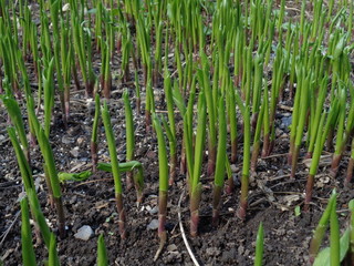 young shoots of flowers of Lily of the valley