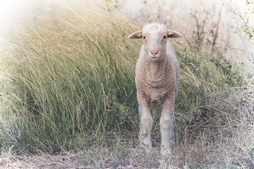 single lamb