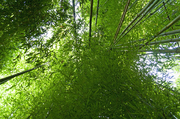 Fototapeta na wymiar Bambus