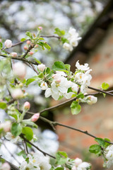 Obraz premium Branch of blossoming apple tree in spring