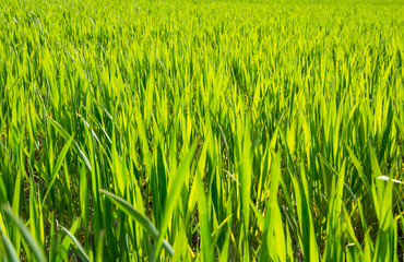 Young sprouts of wheat in a field in spring