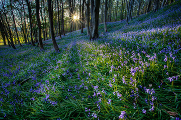 Margam woods 
Sunset over the Bluebells in the woods near Margam County Park, Port Talbot, South Wales.