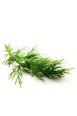 Dill auf weißen Hintergrund