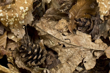 Autumn Dried Leaves 