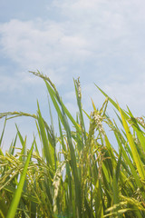 the Green rice in the field rice background