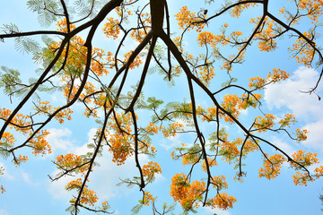 Orange flower flamboyant 