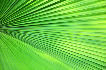 Green Palm leaf abstract texture 