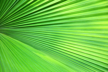 Obraz premium Green Palm leaf abstract texture 