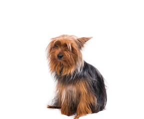 Yorkshire terrier with a plate on a white background