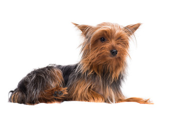 Yorkshire terrier with a plate on a white background