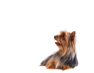 Yorkshire terrier with a plate on a white background