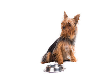 Yorkshire terrier with a plate on a white background