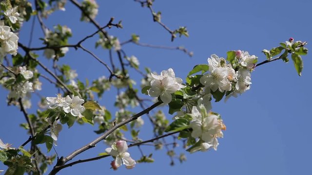Blossom apple tree. Beautiful flowers on the apple tree, spring flowers