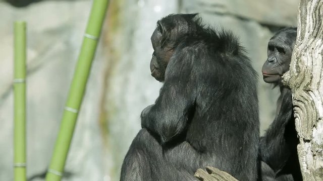 Bonobo chimpanzee apes