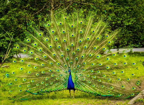 Fototapeta Portrait of beautiful peacock with feathers out