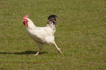 hen in a hurry