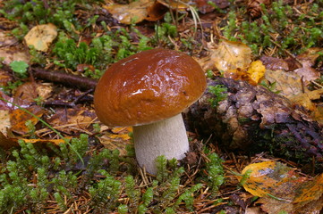 Delicious edible mushroom, bolet (Boletus edulis) in a forest