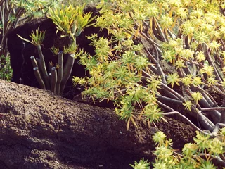 Foto op Plexiglas La Gomera Canary Islands Spain vegetation © fanishot