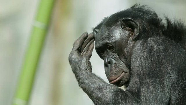 Bonobo chimpanzee ape sitting by waterfall