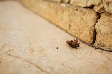 Female desert sand cockroach on its back