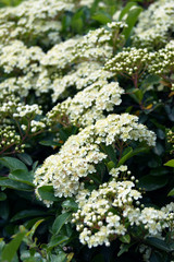 Flowering Pyracantha