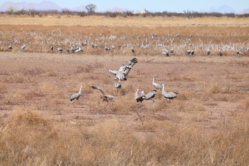 Sandhill crane